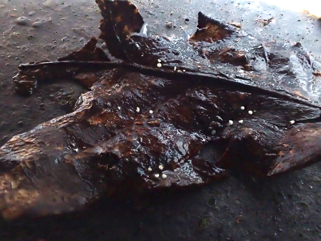 Photo © Sarah Ebdon Incrucibulum ciliare by Sarah Ebdon